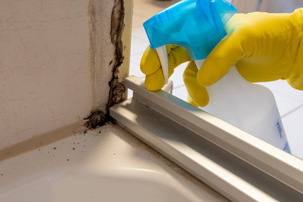 Best Attic Mold Removal  in Ignacio, CO