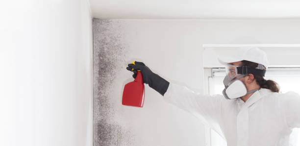 Best Attic Mold Removal  in Ignacio, CO